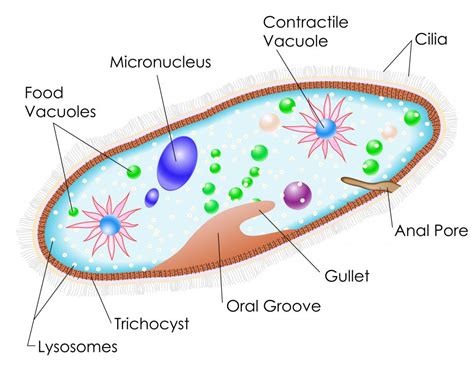 macronucleus function in paramecium